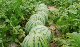 今日吃瓜热门大瓜每日更新